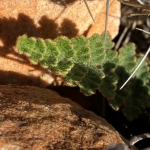 Cheilanthes lasiophylla at Gunderbooka, NSW - 25 Jun 2024 10:03 AM