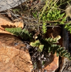 Cheilanthes lasiophylla at Gunderbooka, NSW - 25 Jun 2024