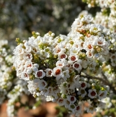 Micromyrtus ciliata (Fringed Heath-myrtle) at Gunderbooka, NSW - 25 Jun 2024 by Tapirlord