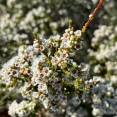 Micromyrtus ciliata at Gunderbooka, NSW - 25 Jun 2024