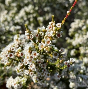 Micromyrtus ciliata at Gunderbooka, NSW - 25 Jun 2024