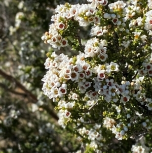 Micromyrtus ciliata at Gunderbooka, NSW - 25 Jun 2024