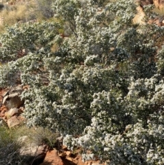 Micromyrtus ciliata at Gunderbooka, NSW - 25 Jun 2024