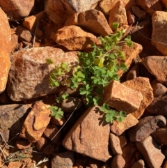 Oxalis perennans (Grassland Wood Sorrel) at Gunderbooka, NSW - 25 Jun 2024 by Tapirlord