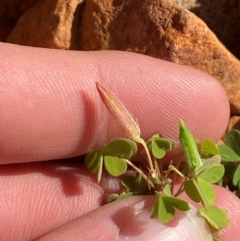 Oxalis perennans at Gunderbooka, NSW - 25 Jun 2024 09:57 AM