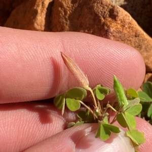 Oxalis perennans at Gunderbooka, NSW - 25 Jun 2024