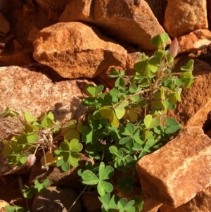 Oxalis perennans at Gunderbooka, NSW - 25 Jun 2024