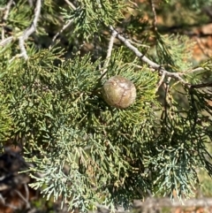 Callitris glaucophylla (White Cypress Pine) at Gunderbooka, NSW - 24 Jun 2024 by Tapirlord