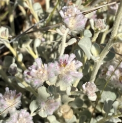 Ptilotus obovatus (Cotton Bush) at Gunderbooka, NSW - 25 Jun 2024 by Tapirlord