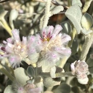 Ptilotus obovatus at Gunderbooka, NSW - 25 Jun 2024