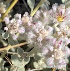 Ptilotus obovatus at Gunderbooka, NSW - 25 Jun 2024 09:52 AM