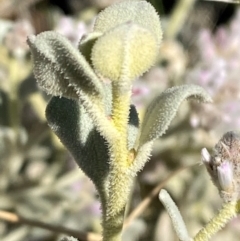 Ptilotus obovatus at Gunderbooka, NSW - 25 Jun 2024 09:52 AM