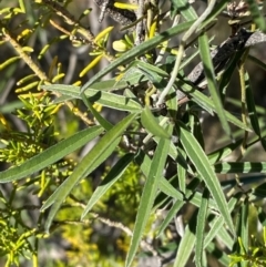 Glycine canescens (Silky Glycine) at Gunderbooka, NSW - 24 Jun 2024 by Tapirlord