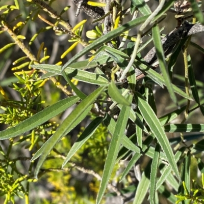 Glycine canescens (Silky Glycine) at Gunderbooka, NSW - 24 Jun 2024 by Tapirlord