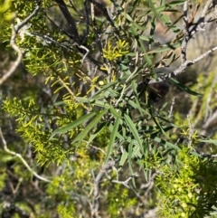 Glycine canescens at Gunderbooka, NSW - 25 Jun 2024