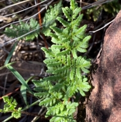 Cheilanthes sieberi subsp. sieberi (Mulga Rock Fern) at Gunderbooka, NSW - 24 Jun 2024 by Tapirlord