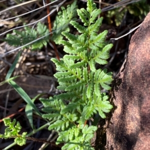 Cheilanthes sieberi subsp. sieberi at Gunderbooka, NSW - 25 Jun 2024