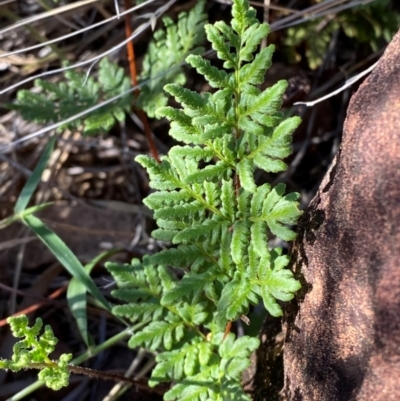 Cheilanthes sieberi subsp. sieberi (Mulga Rock Fern) at Gunderbooka, NSW - 24 Jun 2024 by Tapirlord