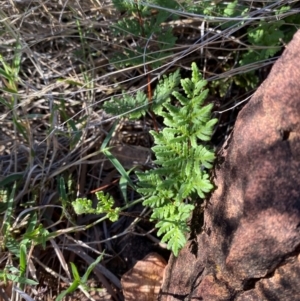 Cheilanthes sieberi subsp. sieberi at Gunderbooka, NSW - 25 Jun 2024