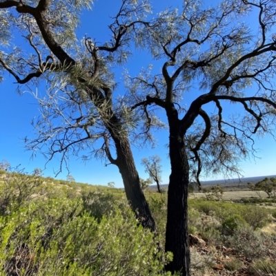 Grevillea striata (Beefwood) at Gunderbooka, NSW - 24 Jun 2024 by Tapirlord