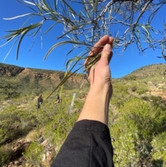 Grevillea striata at Gunderbooka, NSW - 25 Jun 2024