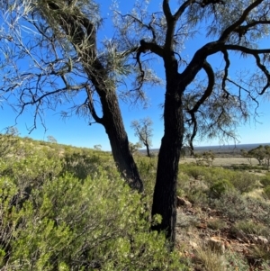 Grevillea striata at Gunderbooka, NSW - 25 Jun 2024