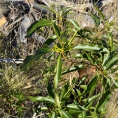 Alstonia constricta (Bitterbark, Quinine Bush) at Gunderbooka, NSW - 24 Jun 2024 by Tapirlord