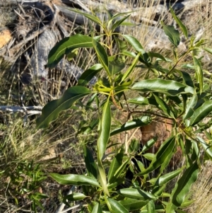 Alstonia constricta (Bitterbark, Quinine Bush) at Gunderbooka, NSW by Tapirlord