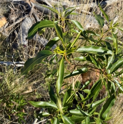 Alstonia constricta (Bitterbark, Quinine Bush) at Gunderbooka, NSW - 24 Jun 2024 by Tapirlord