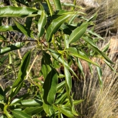 Alstonia constricta at Gunderbooka, NSW - 25 Jun 2024