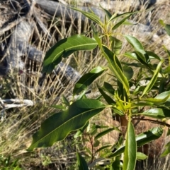 Alstonia constricta at Gunderbooka, NSW - 25 Jun 2024