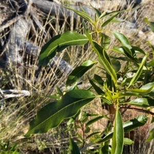 Alstonia constricta at Gunderbooka, NSW - 25 Jun 2024