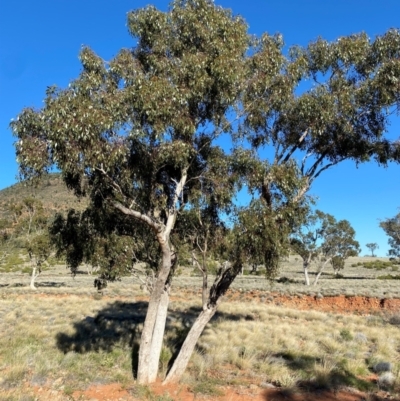 Eucalyptus populnea (Poplar Box, Bimble Box) at Gunderbooka, NSW - 24 Jun 2024 by Tapirlord