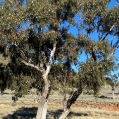 Eucalyptus populnea at Gunderbooka, NSW - 25 Jun 2024 09:37 AM