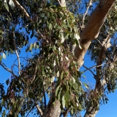 Eucalyptus populnea at Gunderbooka, NSW - 25 Jun 2024 09:37 AM