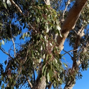 Eucalyptus populnea at Gunderbooka, NSW - 25 Jun 2024