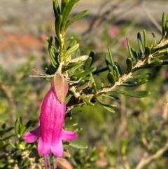 Eremophila latrobei subsp. latrobei at Gunderbooka, NSW - 24 Jun 2024 by Tapirlord