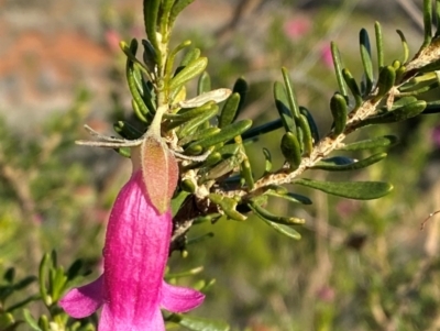 Eremophila latrobei subsp. latrobei at Gunderbooka, NSW - 24 Jun 2024 by Tapirlord