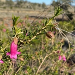 Eremophila latrobei subsp. latrobei at Gunderbooka, NSW - 25 Jun 2024 09:33 AM