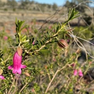 Eremophila latrobei subsp. latrobei at Gunderbooka, NSW - 25 Jun 2024 09:33 AM