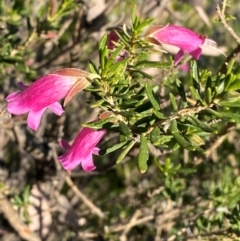 Eremophila latrobei subsp. latrobei at Gunderbooka, NSW - 25 Jun 2024