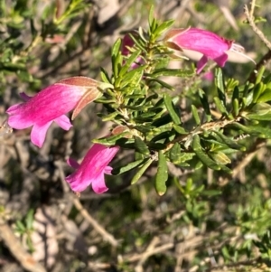 Eremophila latrobei subsp. latrobei at Gunderbooka, NSW - 25 Jun 2024 09:33 AM