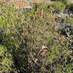 Eremophila latrobei subsp. latrobei at Gunderbooka, NSW - 25 Jun 2024 09:33 AM