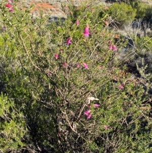 Eremophila latrobei subsp. latrobei at Gunderbooka, NSW - 25 Jun 2024