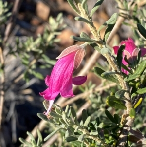 Eremophila latrobei subsp. latrobei at Gunderbooka, NSW - 25 Jun 2024