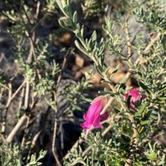 Eremophila latrobei subsp. latrobei at Gunderbooka, NSW - 25 Jun 2024 09:33 AM