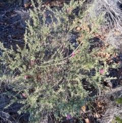 Eremophila latrobei subsp. latrobei at Gunderbooka, NSW - 25 Jun 2024 09:33 AM