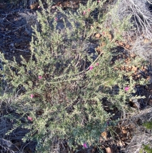 Eremophila latrobei subsp. latrobei at Gunderbooka, NSW - 25 Jun 2024