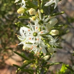 Philotheca linearis (Narrow-Leaf Wax-Flower) at Gunderbooka, NSW - 25 Jun 2024 by Tapirlord