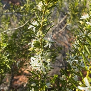 Philotheca linearis at Gunderbooka, NSW - 25 Jun 2024